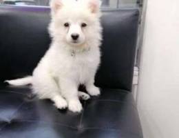 Pomeranian spitz