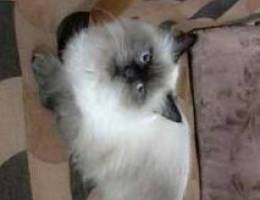 Female Himalayan 90 $