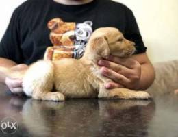 male golden retriever puppy