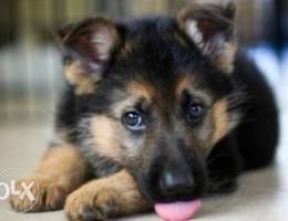 german shepherd