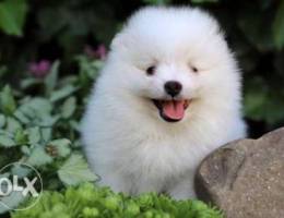 white pomeranian