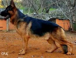 German shepherd