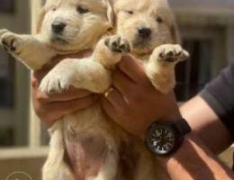 golden retriever puppies