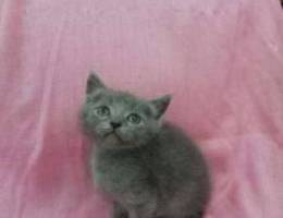 British male kitten healthy and playful an...