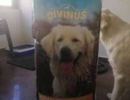 Divinus pet food