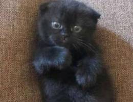 Black scottish fold