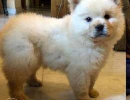 chow chow puppy