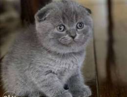 scottish fold male / female