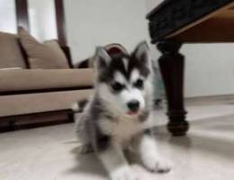 Siberian husky