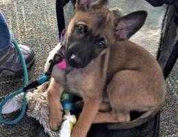 malinois puppy vaccinated black mask high ...