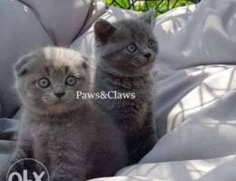 British shorthair kittens are looking for ...