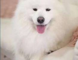 Pearl Samoyed Pupp