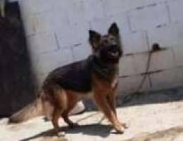 Female german sheperd long hair 3omra