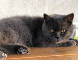 British Shorthair Cat