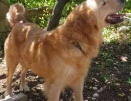 Beautiful golden retriever female