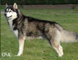 husky long hair big big size oomro sene w ...