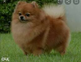 Any one 3mdo female pomeranian wbdo ydekes...