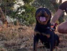 Male rottweiler for mating