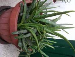 Aloevera plant