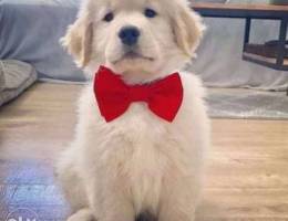 . Golden Retriever ! (Creamy)