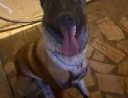 male malinois 8 months top quality for sal...