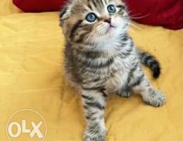 Imported tabby Scottish fold