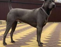 Thai Ridgeback