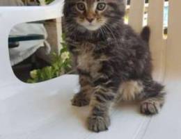 Elegant Mainecoon Male kitten