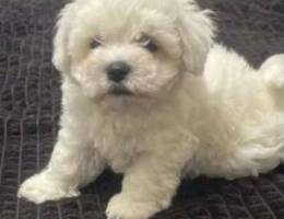 Sweett white puppett