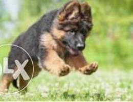 German shepherd puppies