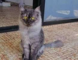 Persian male cat for sale