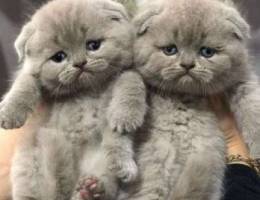 Scottish fold male& female 55 days