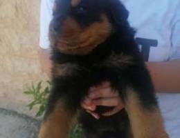 Rottweiler