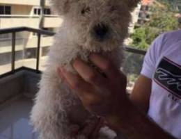 poodle white puppy