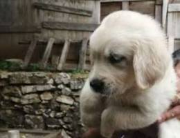 Golden retriever female and male