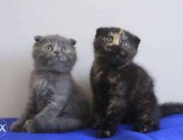 British and Scottish fold