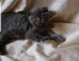 britishhh and scottish fold for sale