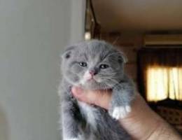 Scottish fold