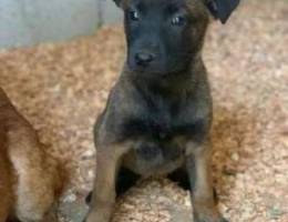 Malinois puppies