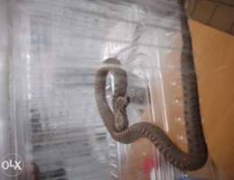 Baby snake for sale