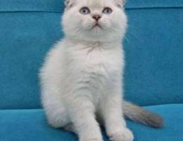 Scottish fold blue point