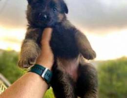 German Shepherd 40 days puppies