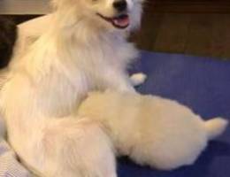 Pomeranian- loulou