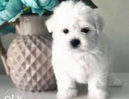 Maltese A very cute and beautiful baby is ...