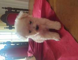 Teacup bichon female