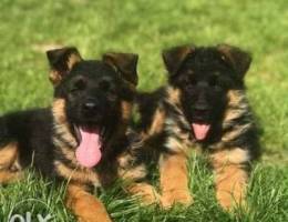 German Shepherd there is a vet passport an...