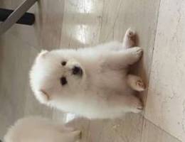 Pomeranian