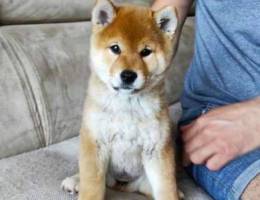 Shiba inu FCI