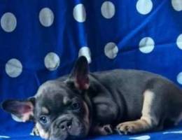 lilac tan French bulldog