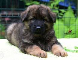 German shepherd longhair